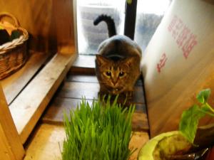 通称「ネコの草」｜「ＬＩＬＡＣ　ＡＶＥＮＵＥ’９１」　（愛知県名古屋市中区の花キューピット加盟店 花屋）のブログ