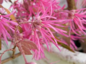 まんさくの花｜「ＬＩＬＡＣ　ＡＶＥＮＵＥ’９１」　（愛知県名古屋市中区の花キューピット加盟店 花屋）のブログ