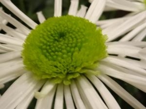 ジベナむ゜｜「ＬＩＬＡＣ　ＡＶＥＮＵＥ’９１」　（愛知県名古屋市中区の花キューピット加盟店 花屋）のブログ