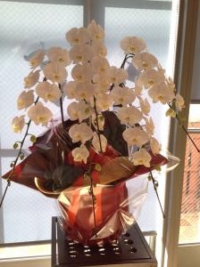 幸福が飛んでくる｜「ＬＩＬＡＣ　ＡＶＥＮＵＥ’９１」　（愛知県名古屋市中区の花キューピット加盟店 花屋）のブログ