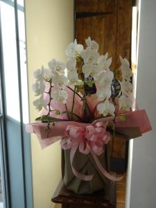 就任御祝の胡蝶蘭「ＬＩＬＡＣ　ＡＶＥＮＵＥ’９１」（愛知県名古屋市中区の花屋）のギャラリー写真