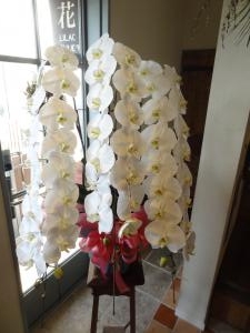 [法人様への胡蝶蘭鉢のお届け］「ＬＩＬＡＣ　ＡＶＥＮＵＥ’９１」（愛知県名古屋市中区の花屋）のギャラリー写真
