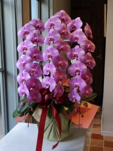 法人様あてのお祝い胡蝶蘭「ＬＩＬＡＣ　ＡＶＥＮＵＥ’９１」（愛知県名古屋市中区の花屋）のギャラリー写真